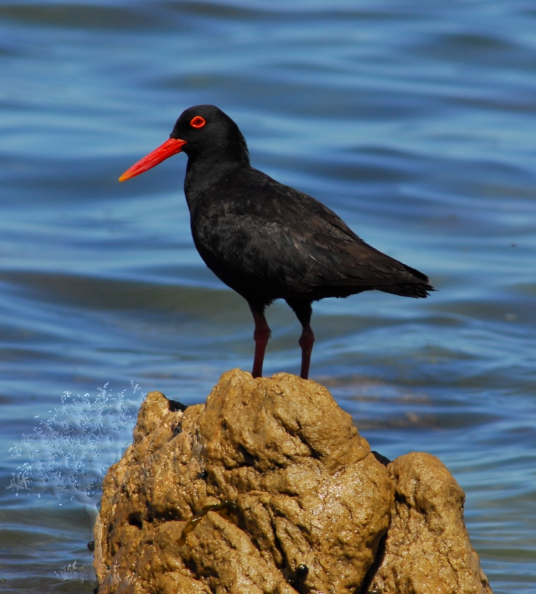 African Black Oystercatcher