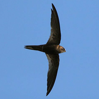 African Black Swift