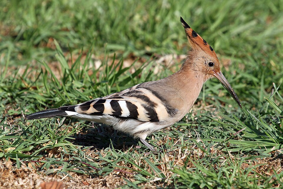 African Hoopoe