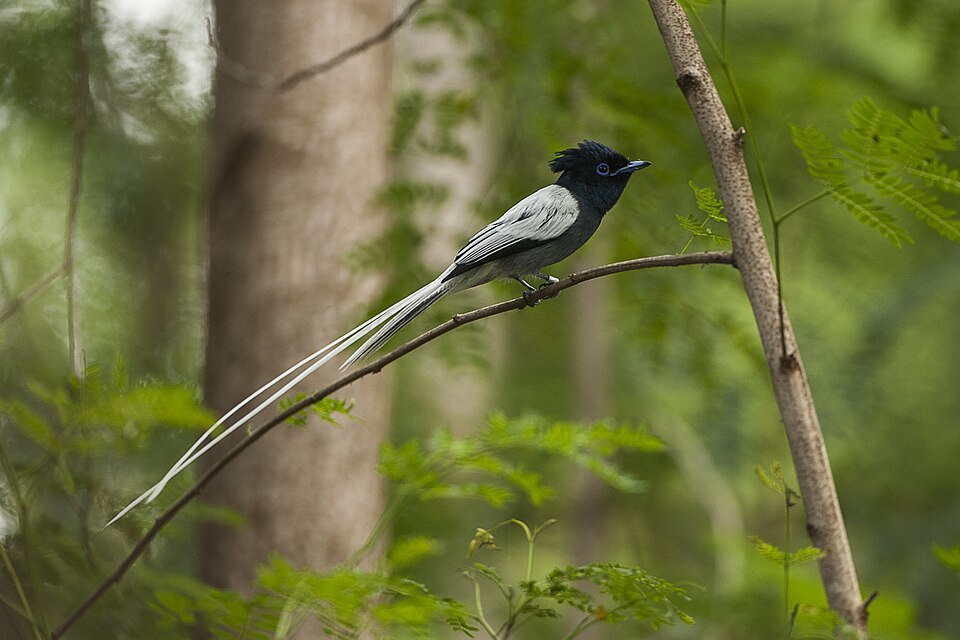 African Paradise Flycatcher