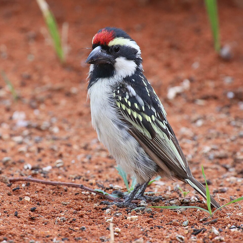 African Pied Barbet