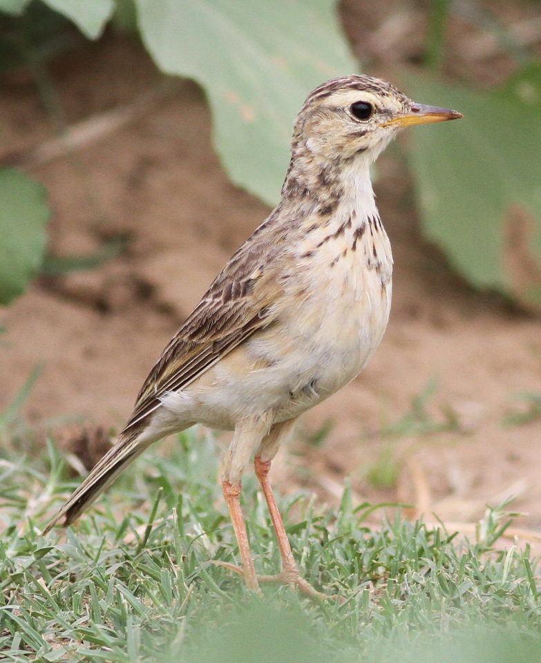 African Pipit