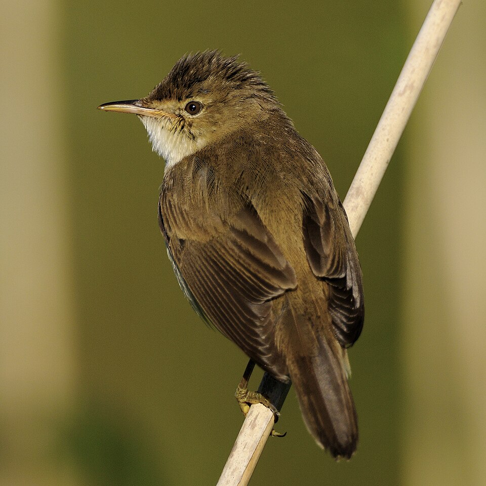 African Reed Warbler