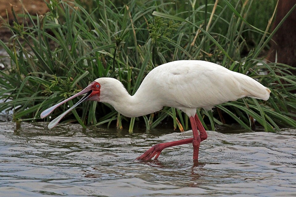 African Spoonbill