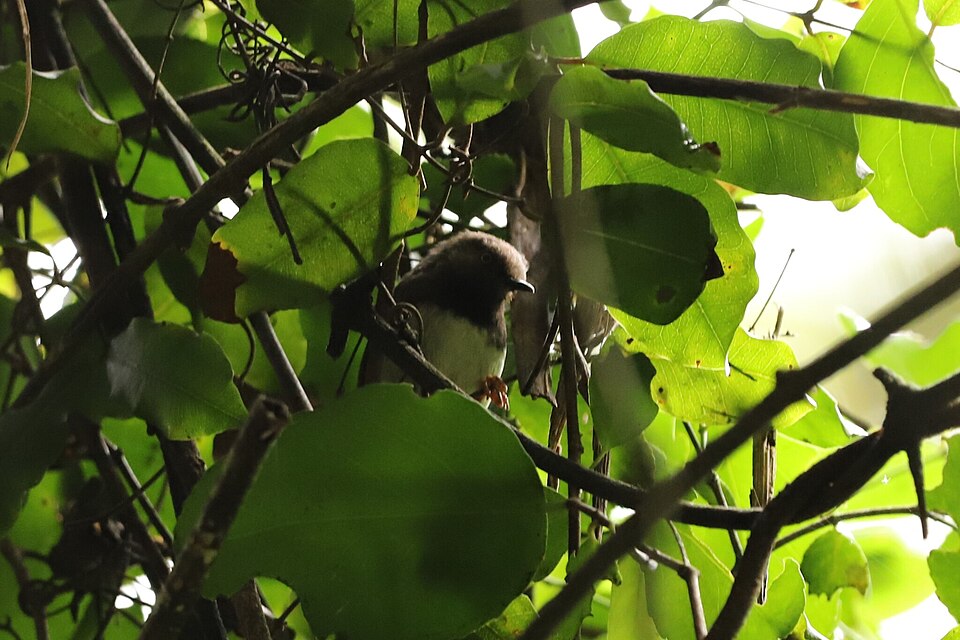 Bar-Throated Apalis
