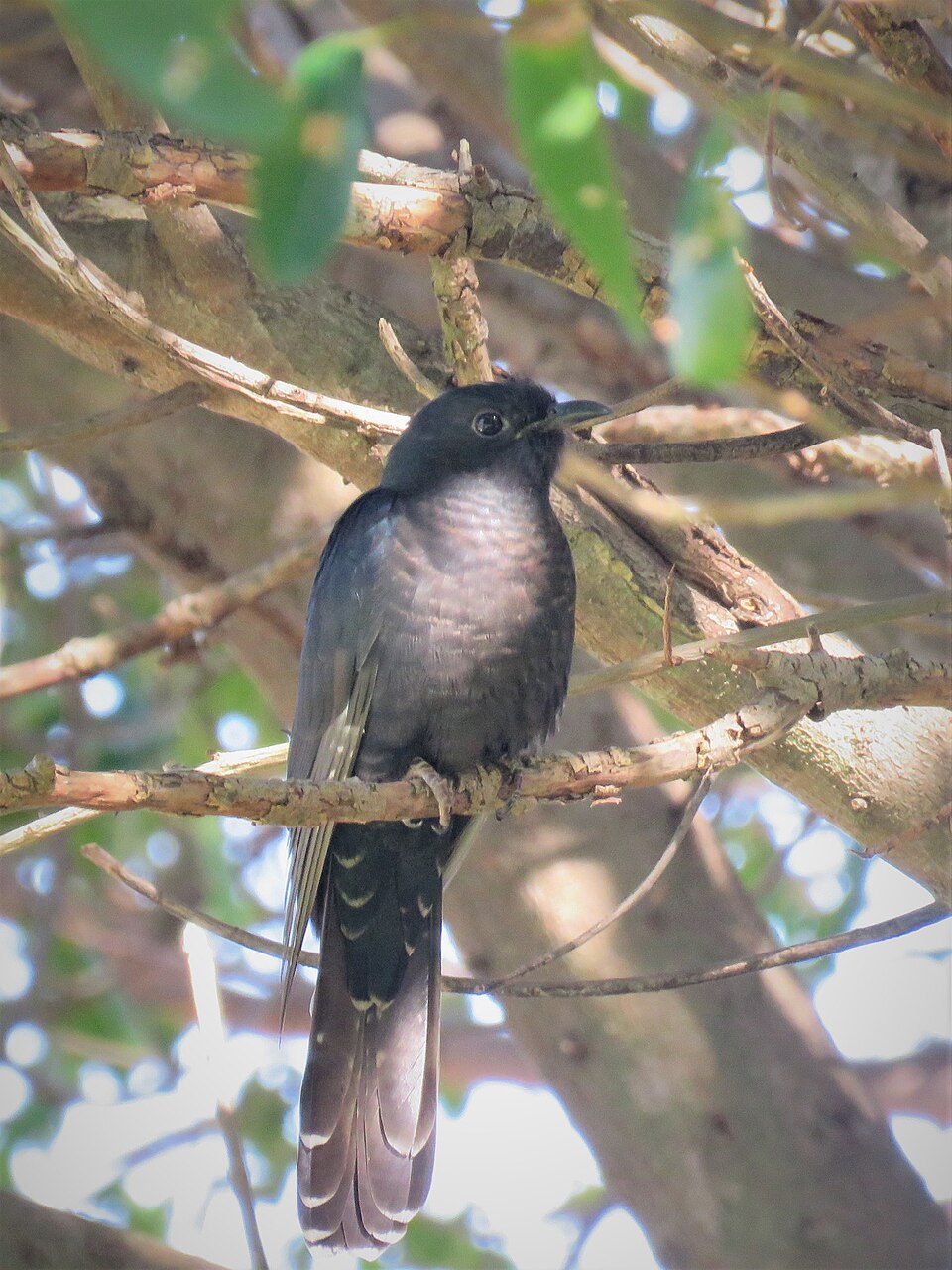 Black Cuckoo