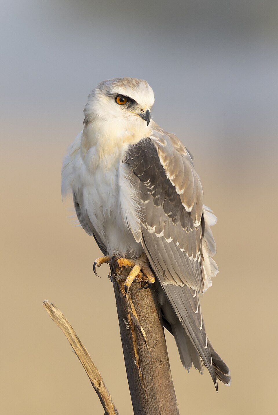 Black-winged Kite