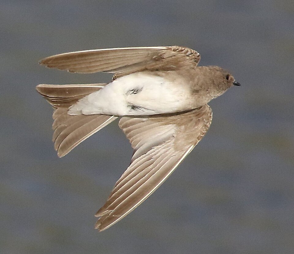 Brown-throated Martin