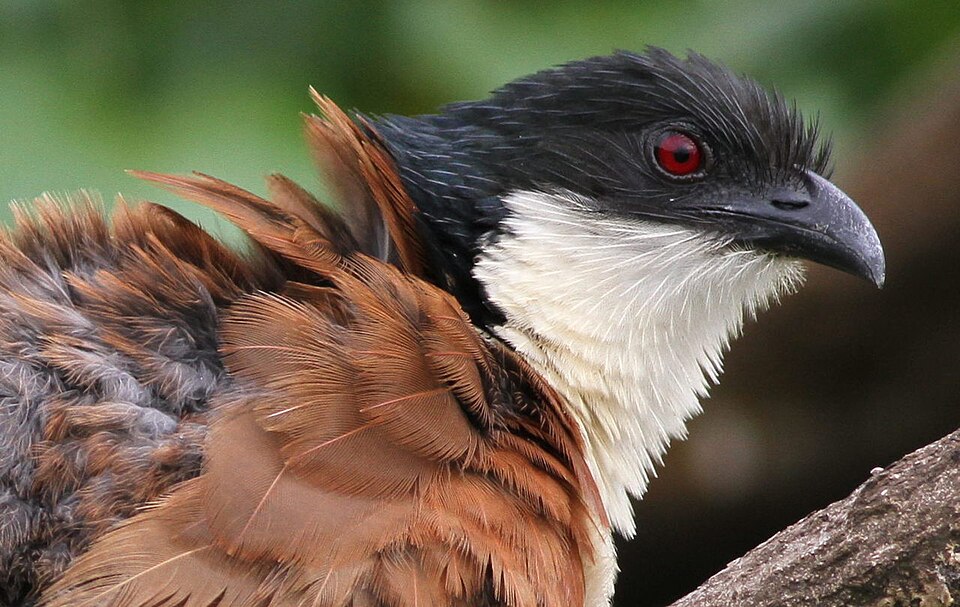 Burchell's Coucal