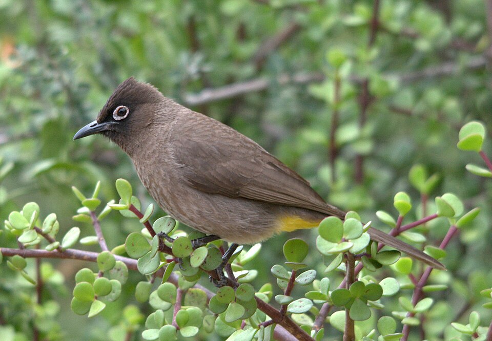 Cape Bulbul