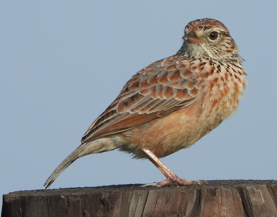 Cape Clapper Lark
