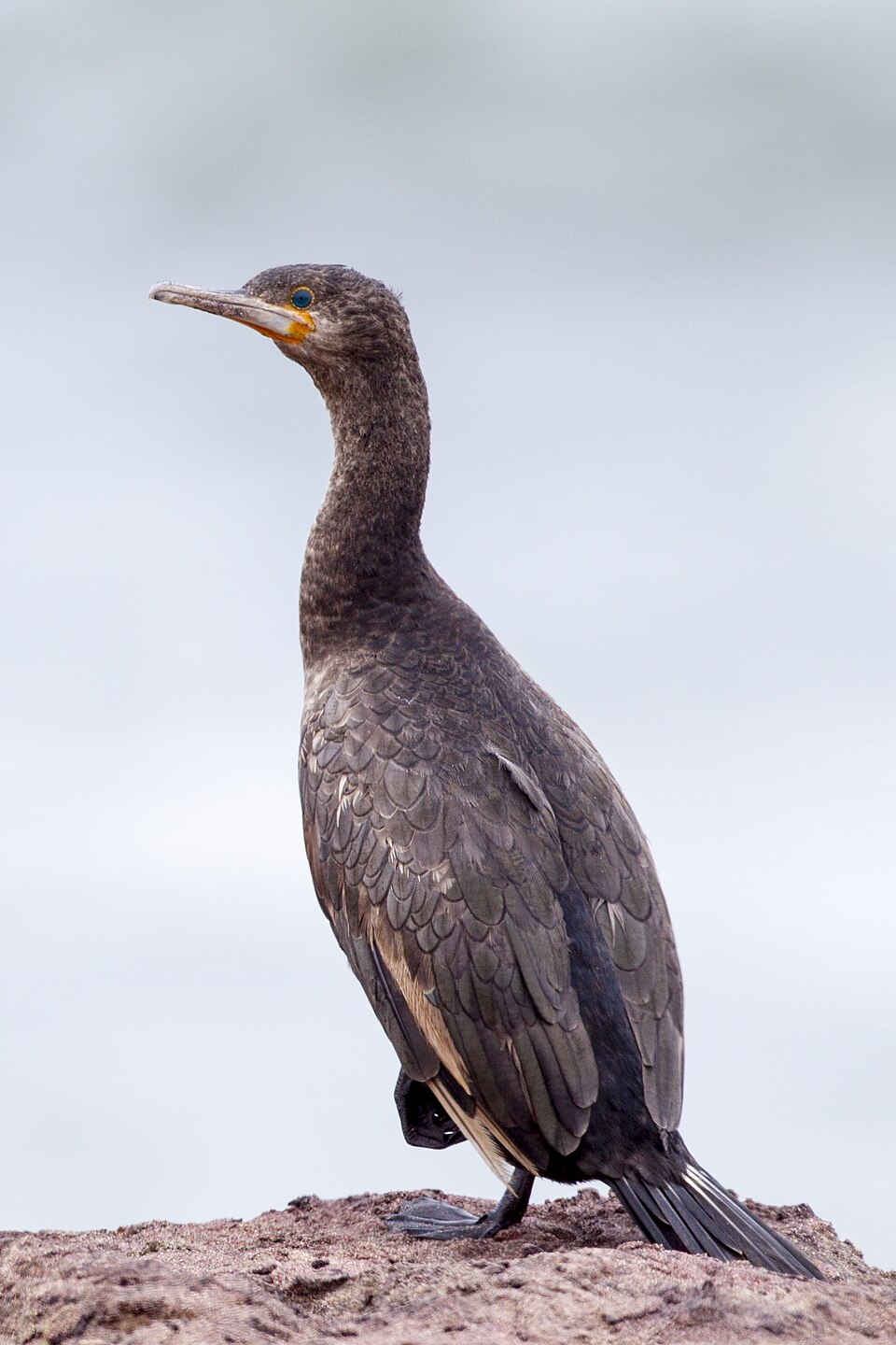 Cape Cormorant