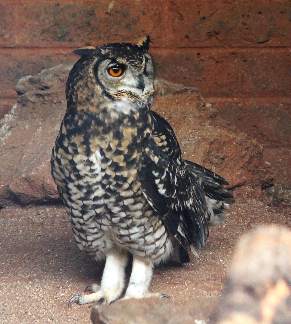 Cape Eagle Owl