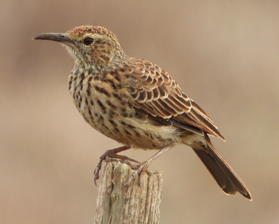 Cape Long-billed Lark