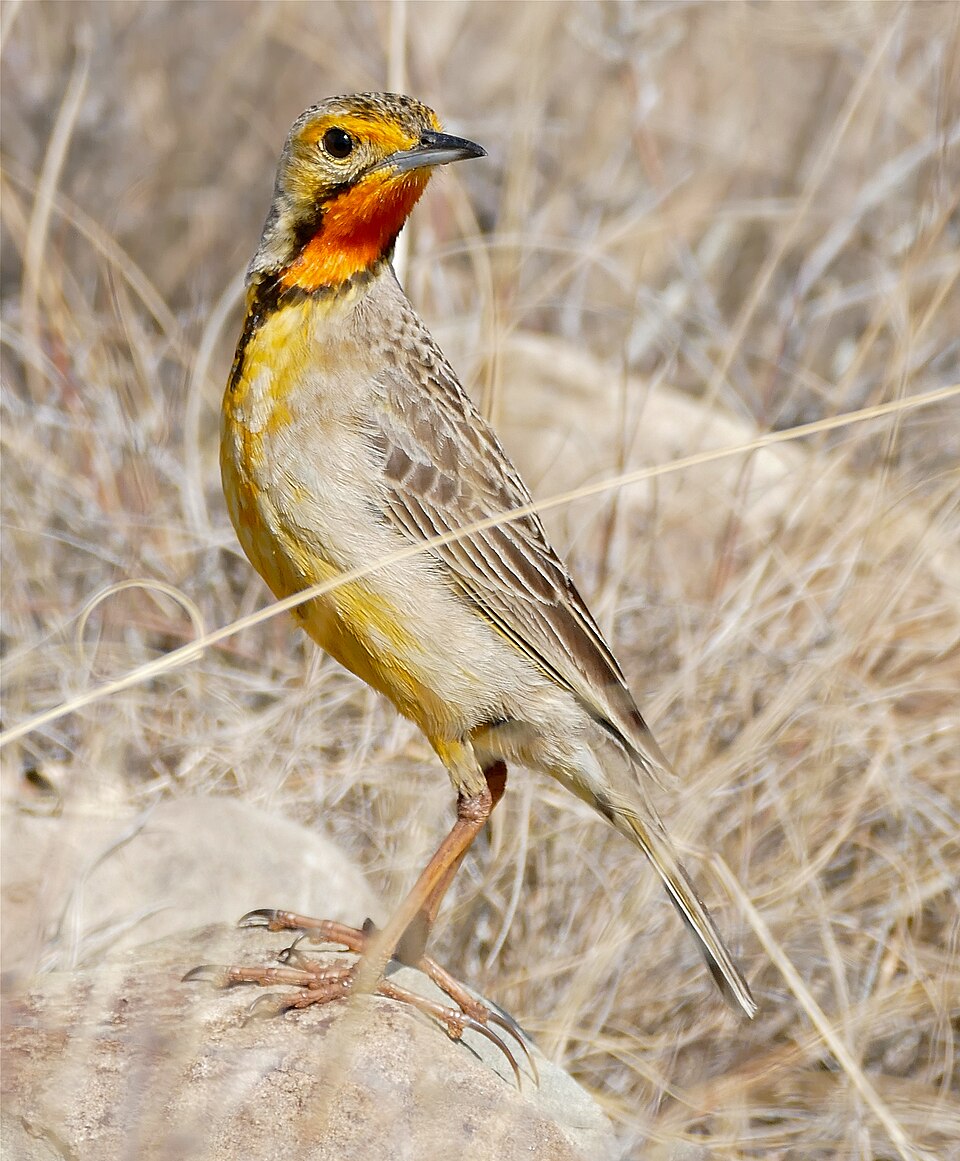 Cape Longclaw