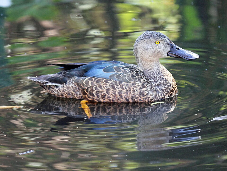 Cape Shoveller