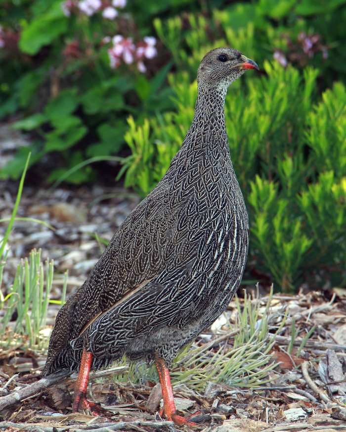Cape Spurfowl