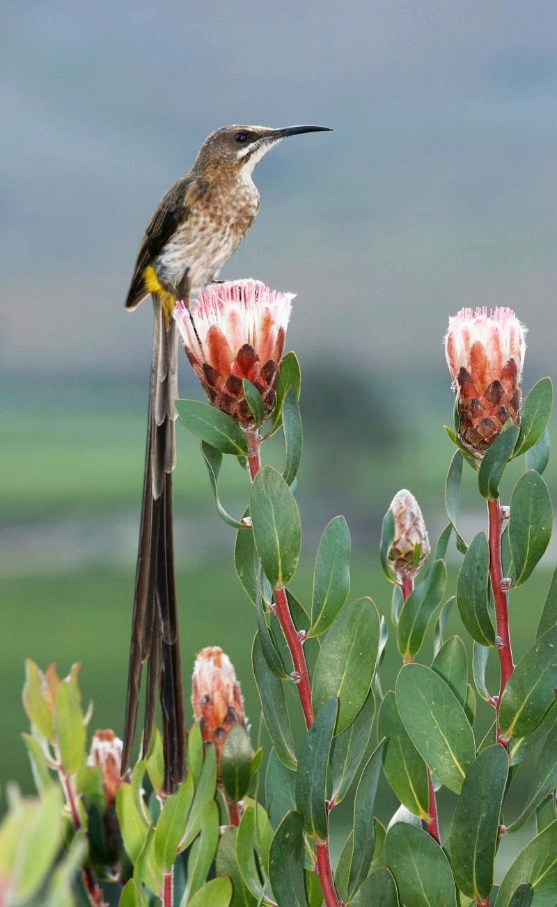 Cape Sugarbird