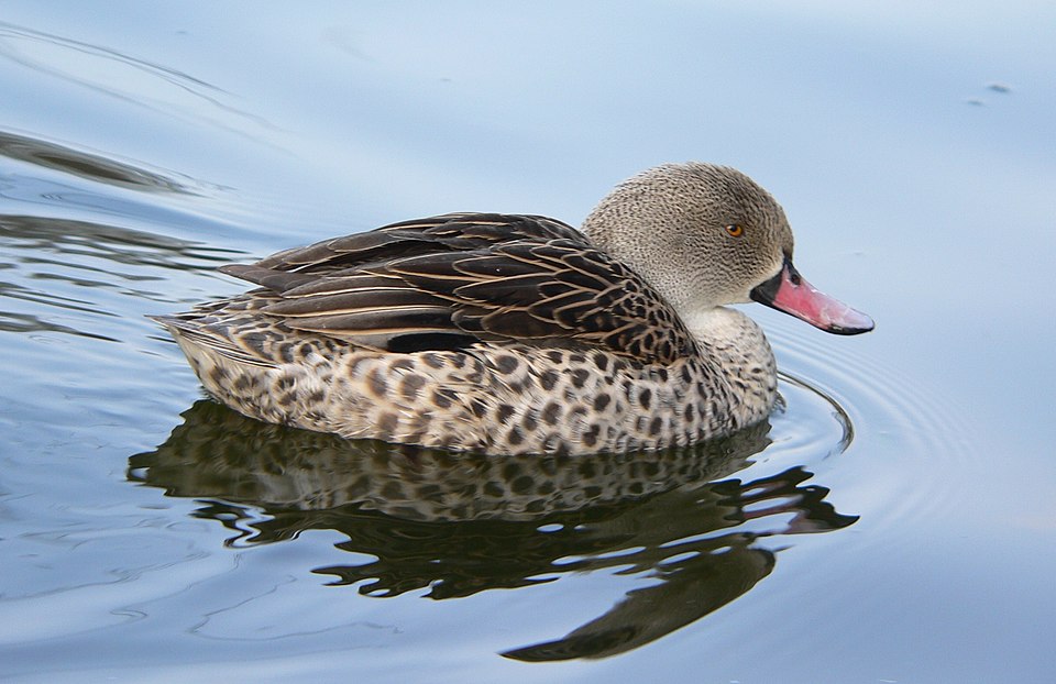 Cape Teal