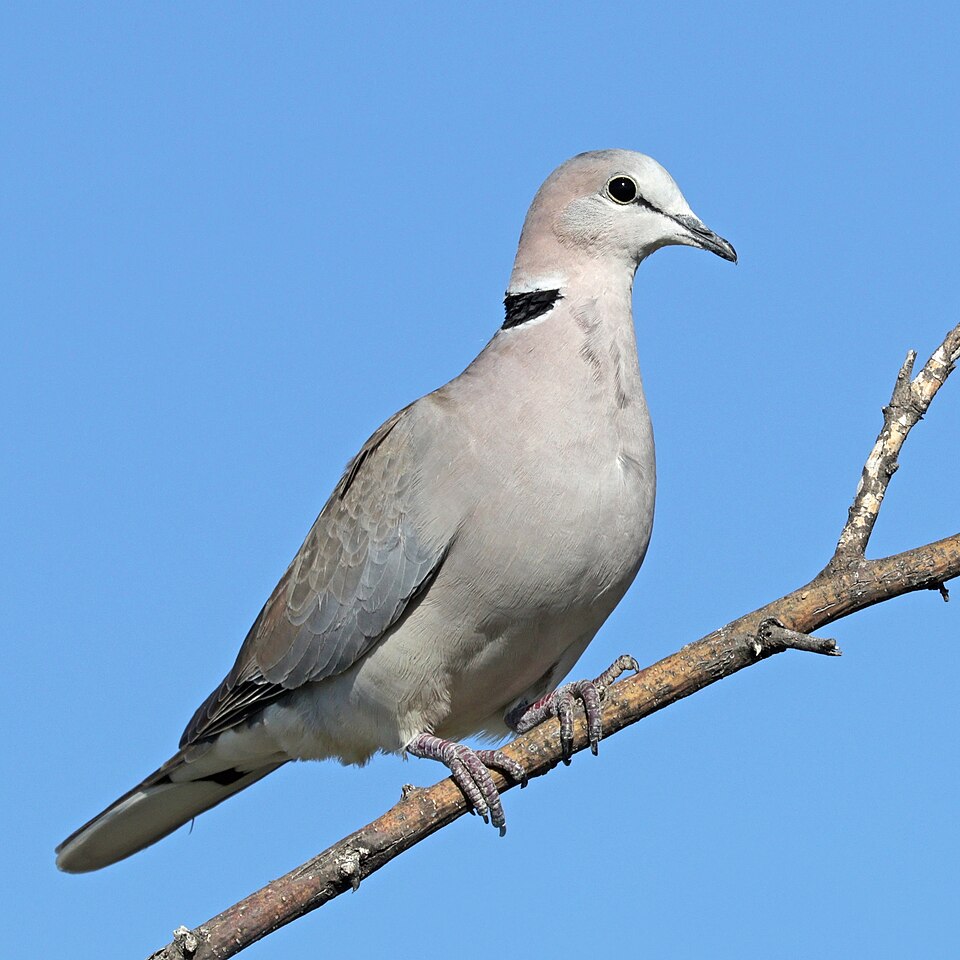 Cape Turtle Dove