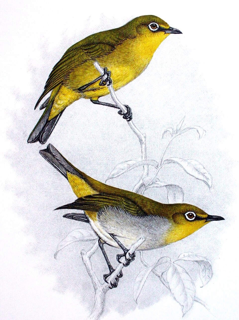 Cape White-eye