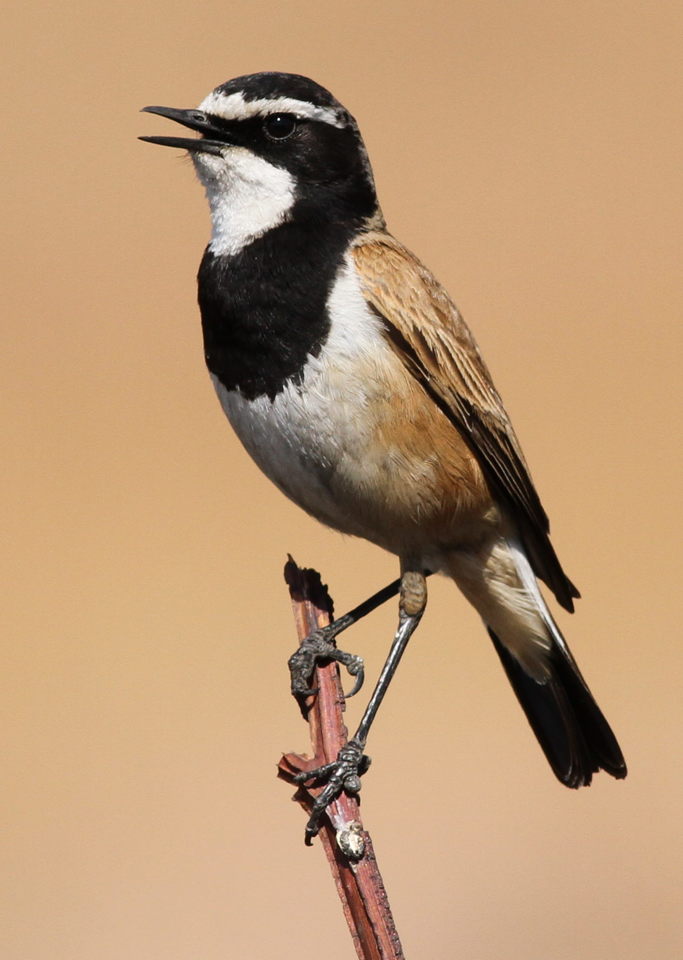 Capped Wheatear