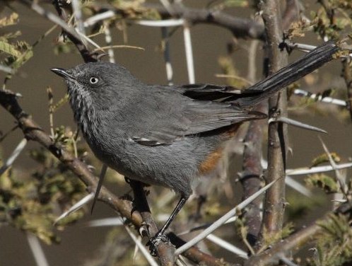 Chestnut-vented Tit-Babbler