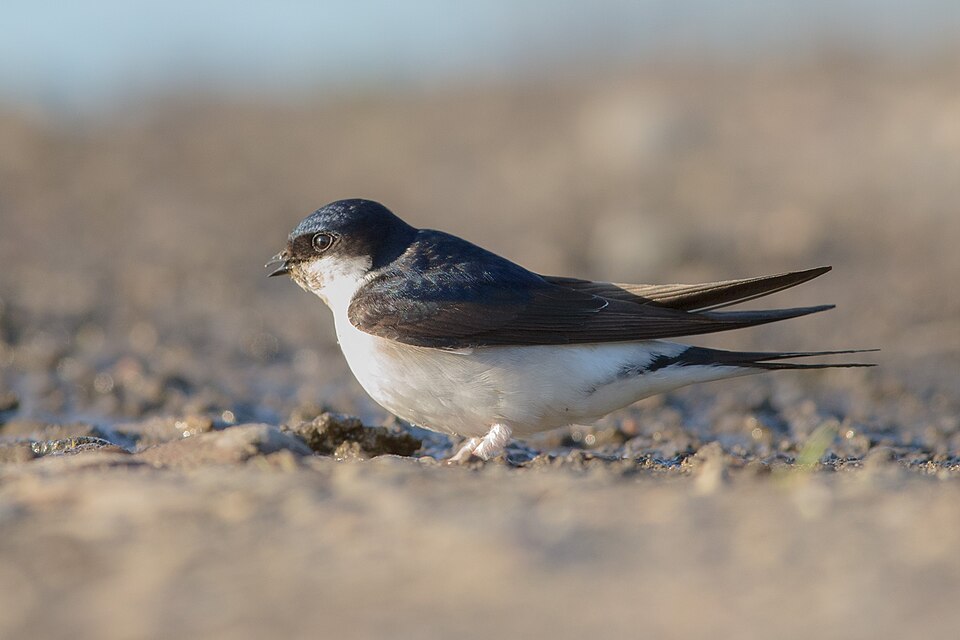 Common House Martin