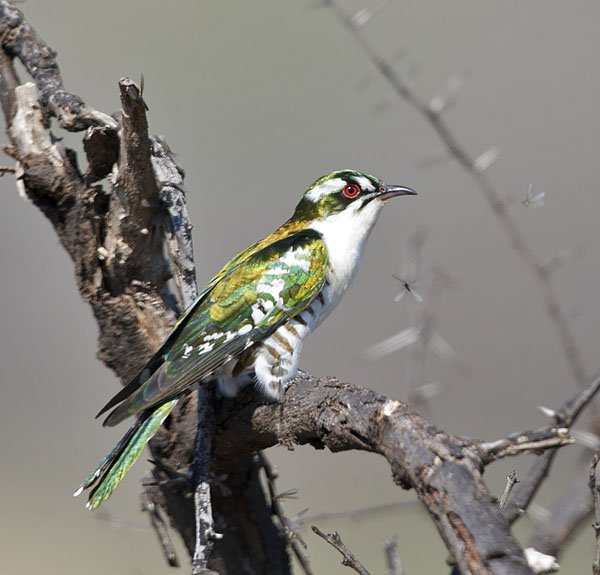 Diederik Cuckoo