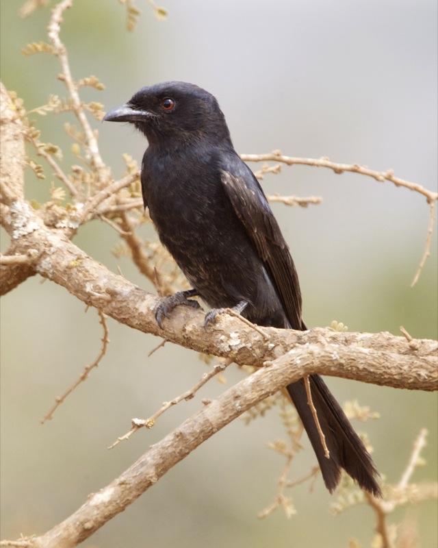 Fork-tailed Drongo