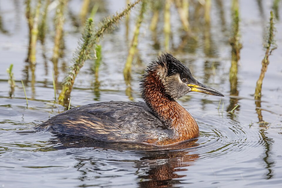 Greater Crested Grebe