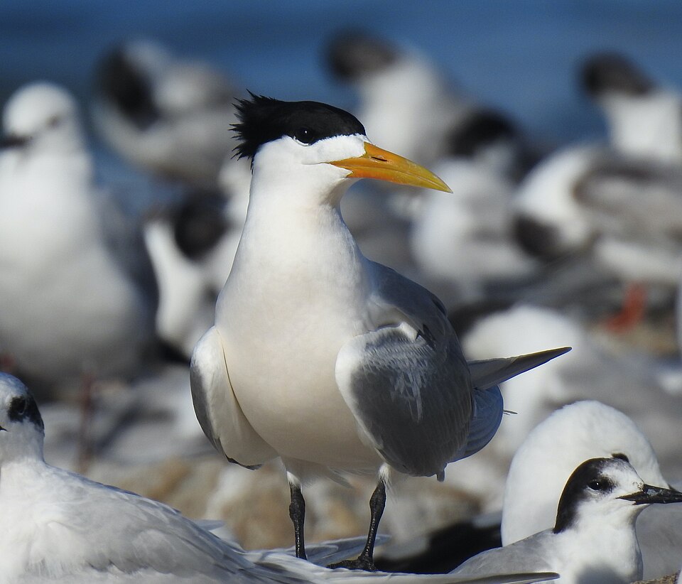 Greater-crested Tern