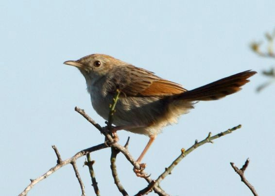 Grey-backed Cisticola