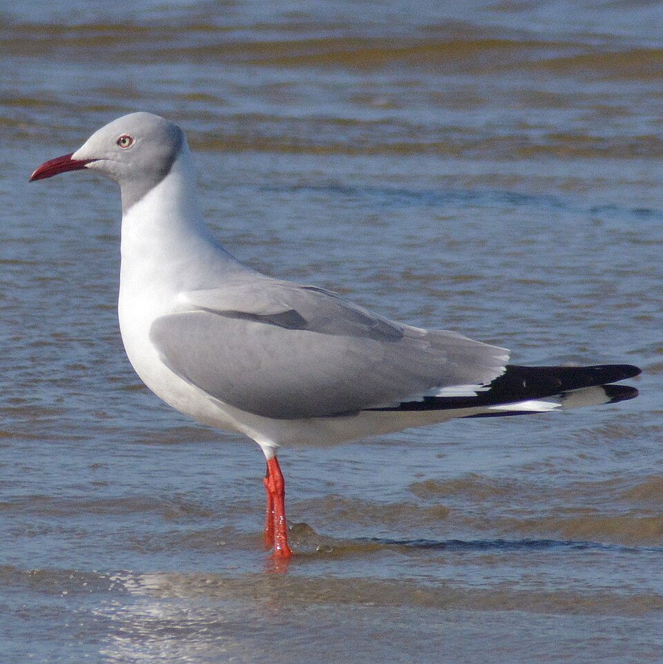Grey-headed Gull