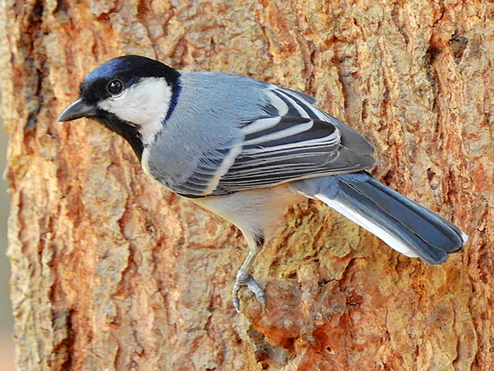 Grey Tit