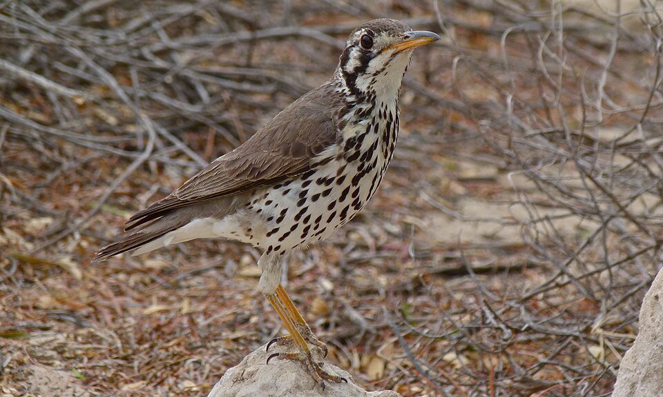 Groundscraper Thrush