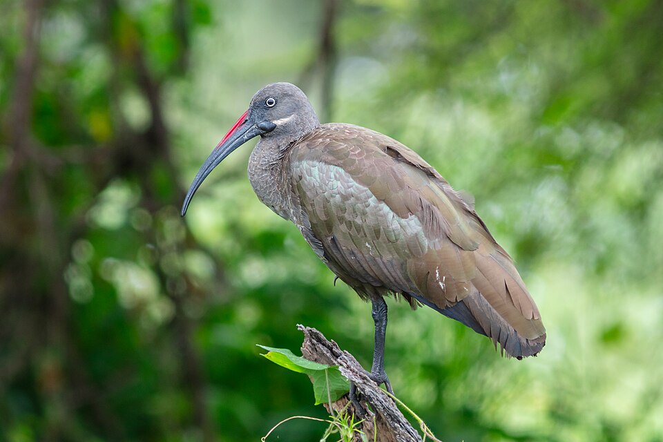 Hadeda Ibis