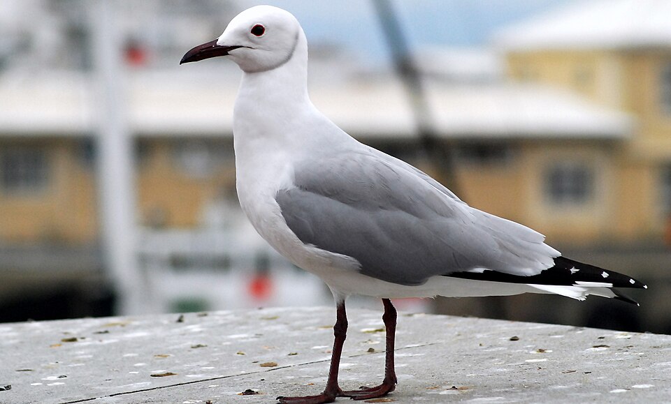 Hartlaub's Gull