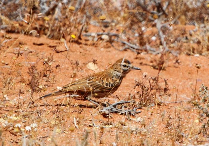 Karoo Lark