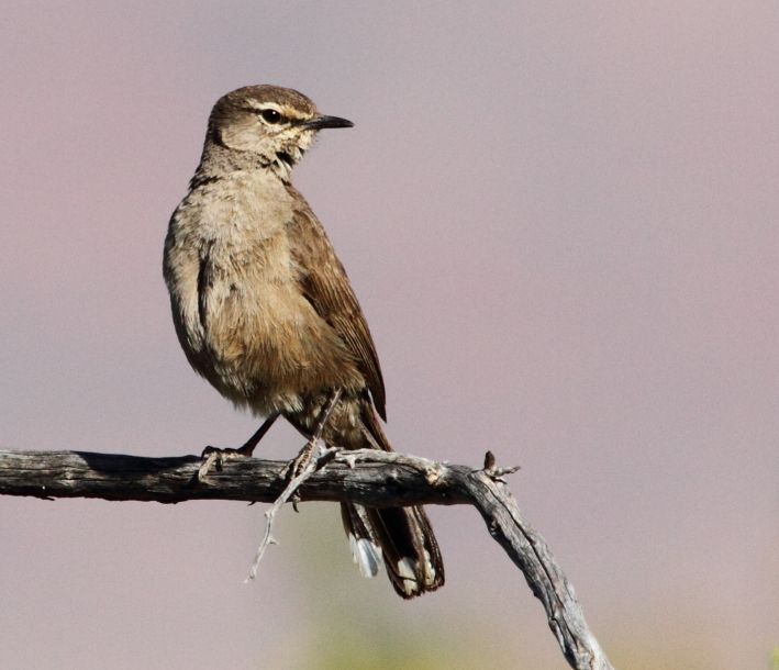 Karoo Scrub-Robin