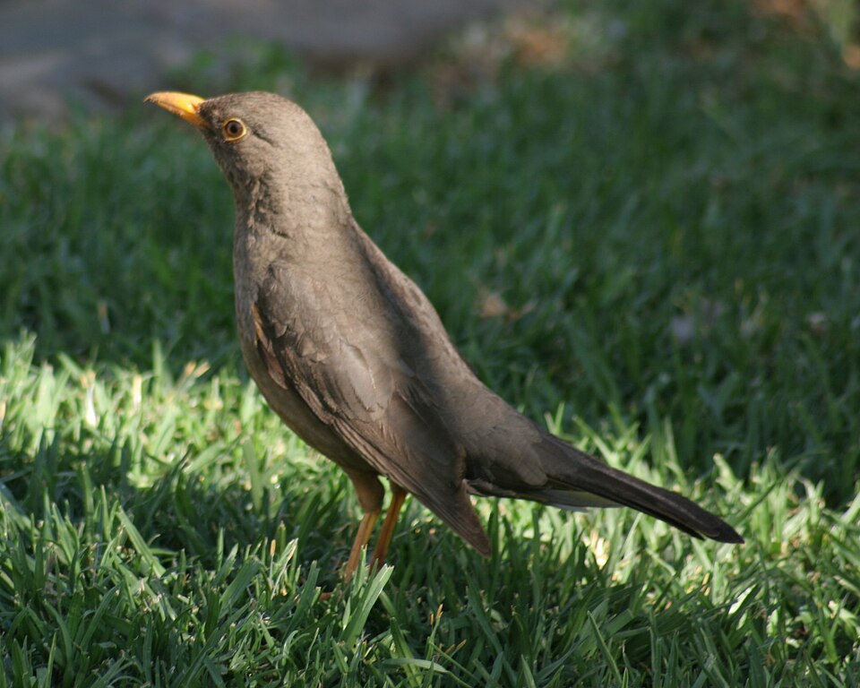 Karoo Thrush