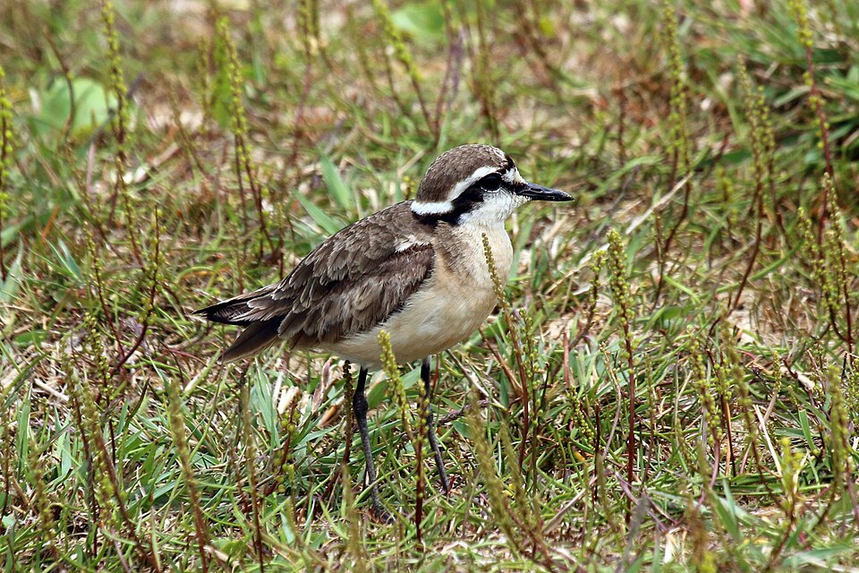 Kittlitz's Plover