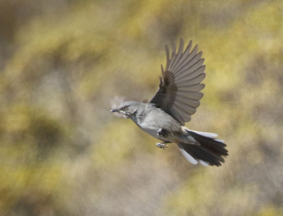 Layard's Tit-Babbler