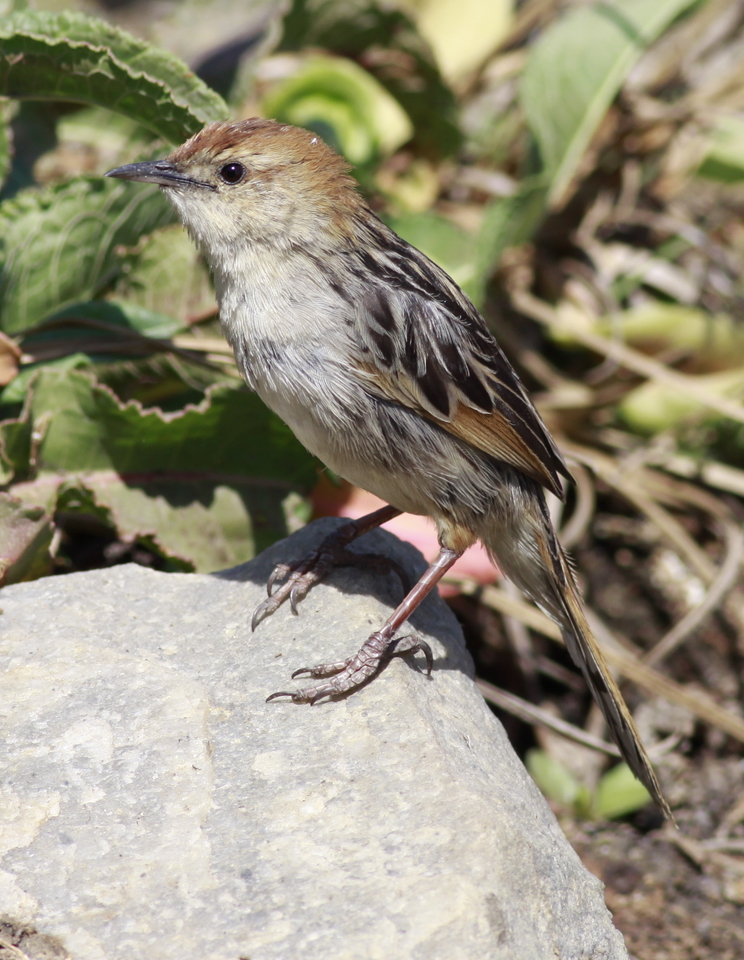 Le Vaillant's Cisticola
