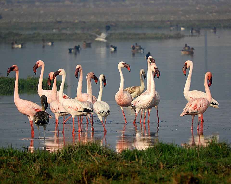 Lesser Flamingo