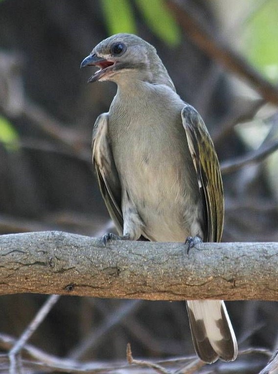 Lesser Honeyguide