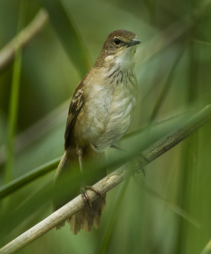Little Rush Warbler
