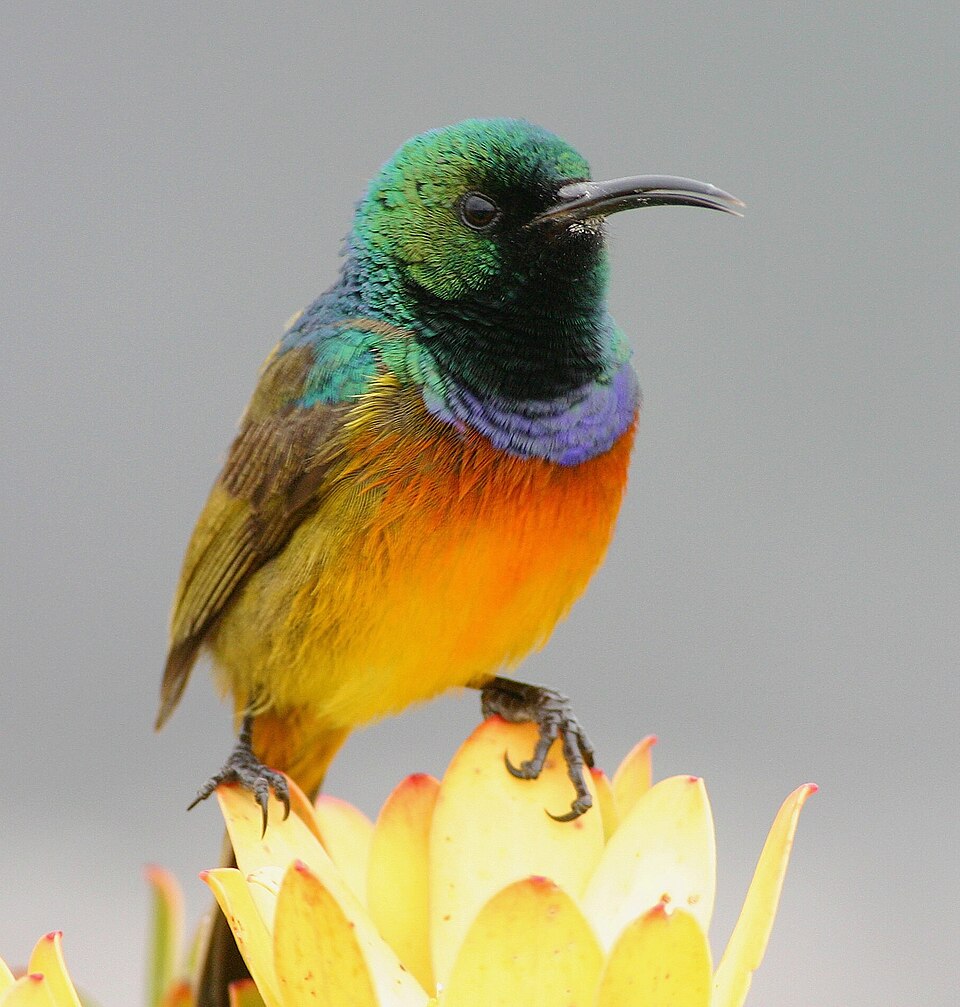 Orange-breasted Sunbird
