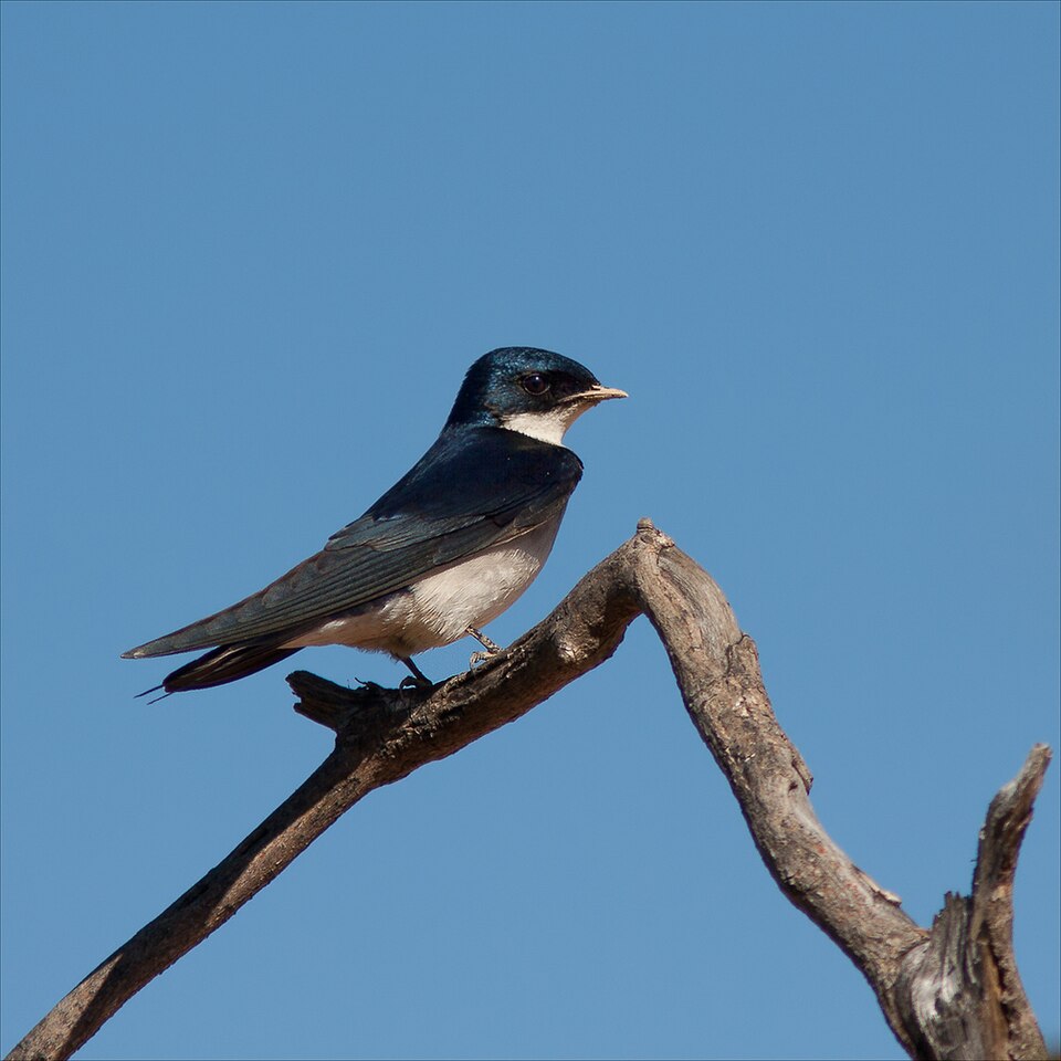 Pearl-breasted Swallow