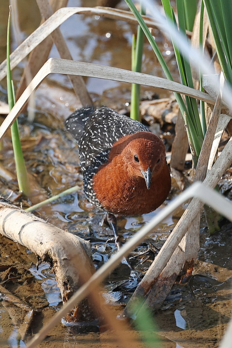 Red-chested Flufftail